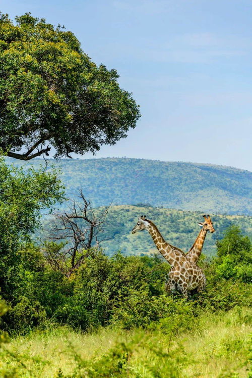 美顏軟件會讓人越來越美嗎